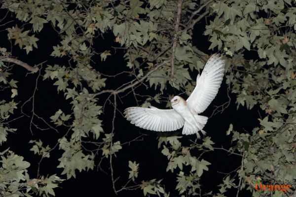 Barn Owl