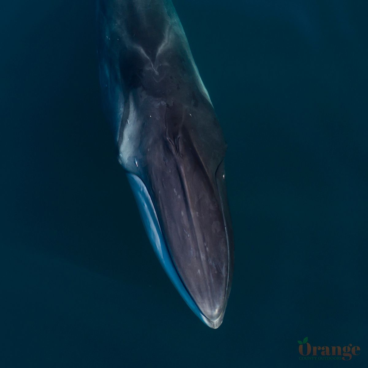 Fin Whale