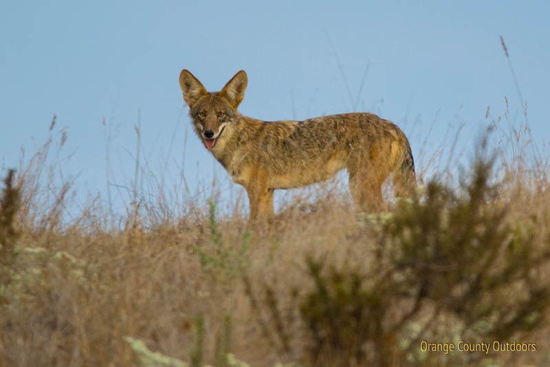 Coyote in Trabuco Canyon Coyote