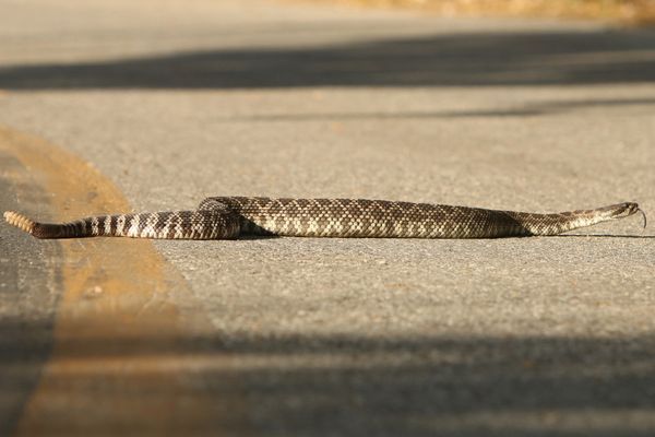 Southern Pacific Rattlesnake