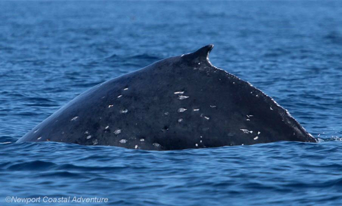 Entangled humpback whale Entangled humpback whale