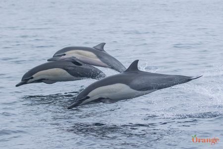 Common Dolphin