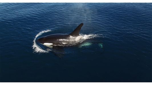 Offshore Orca