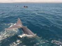 Blue Whale Blue Whale
