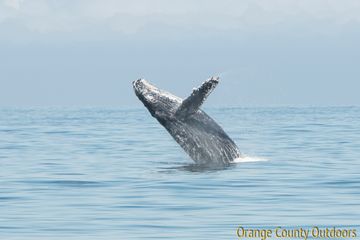 Humpback Whale Humpback Whale