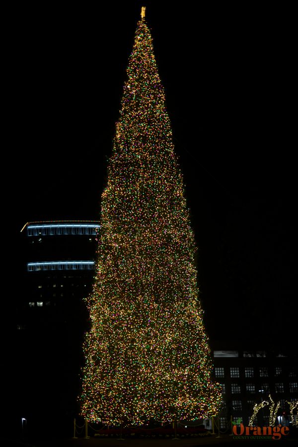 tree1.jpg