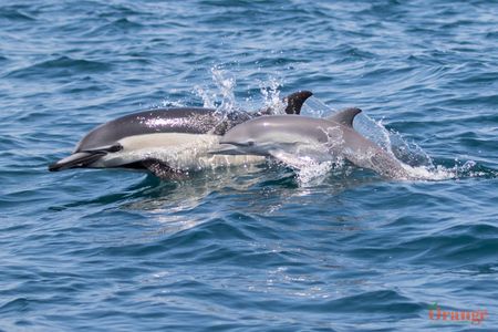 Common dolphin calf alongside its mother Common Dolphin