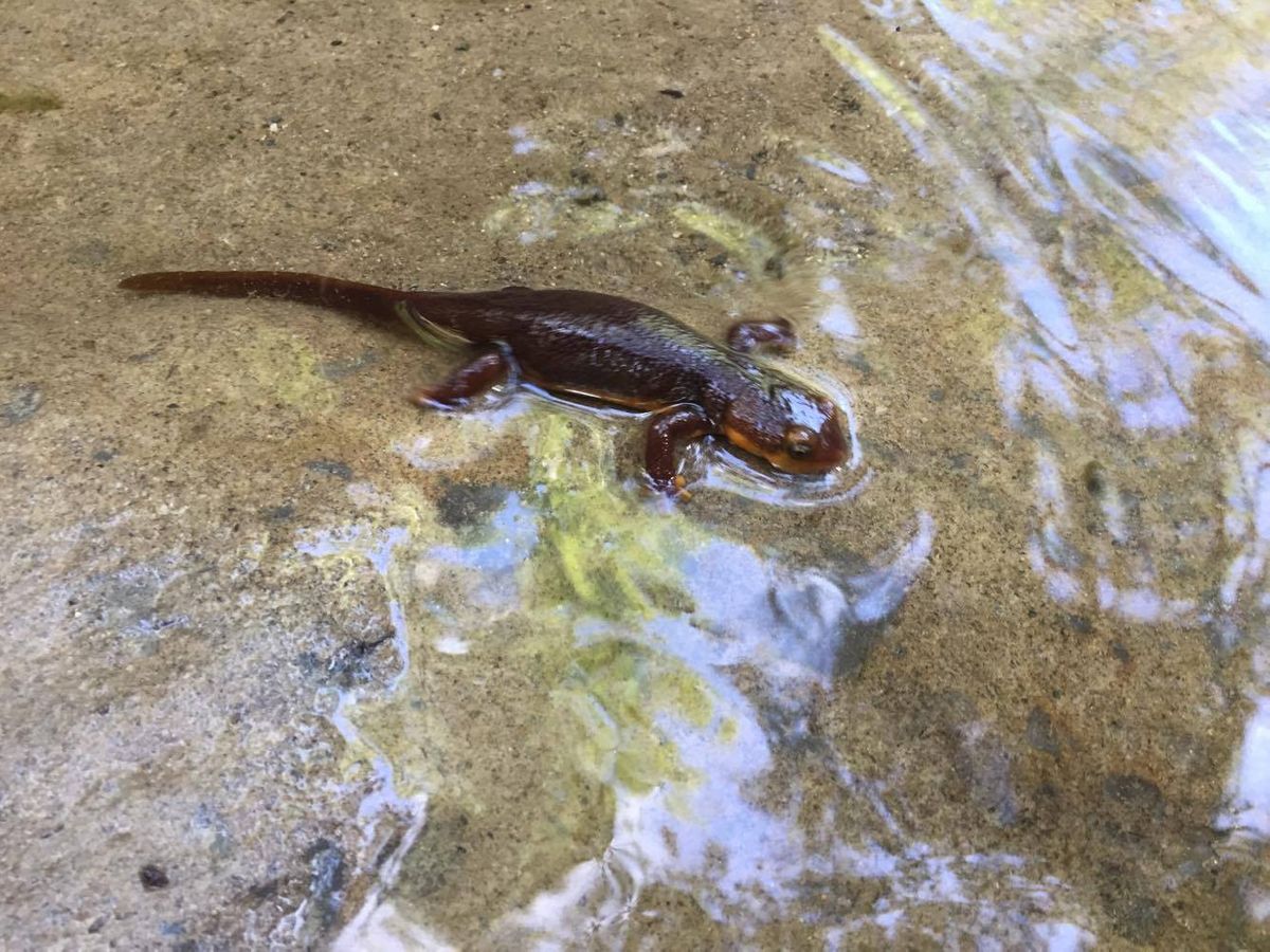 California Newt