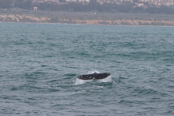 Gray whale fluking Gray Whale Fluke