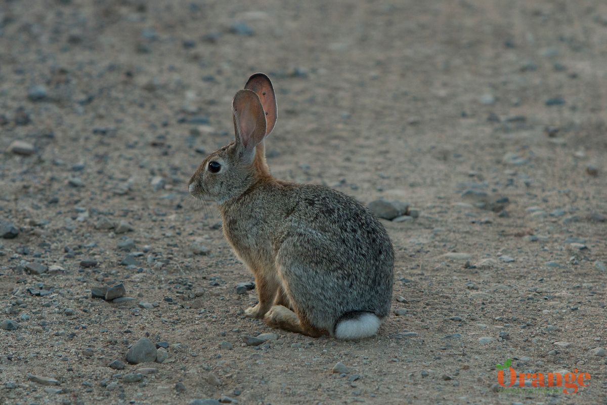 Desert cottontail rabbit in Black Star Canyon Desert Cottontail Rabbit