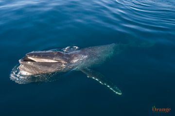 Humpback whale known as Chompers Humpback Whale