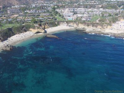 Gray whale