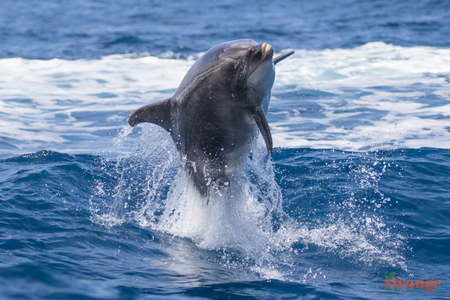 Bottlenose dolphin jumping in the boat wake Bottlenose Dolphin