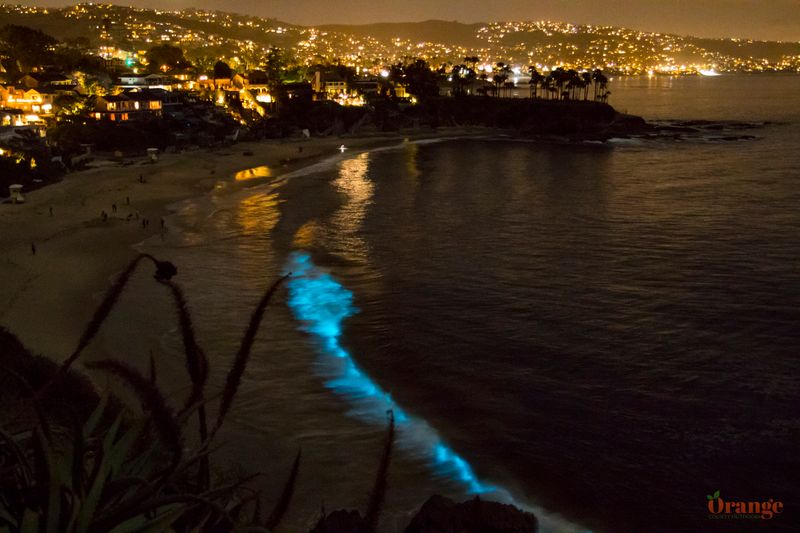 Bioluminescent, glowing waves are back in OC, boat tours launch – Orange  County Register