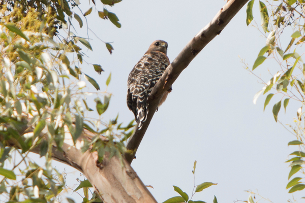 Red-shouldered hawk Red-shouldered Hawk
