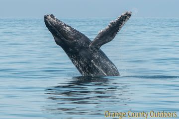 Humpback Whale Humpback Whale
