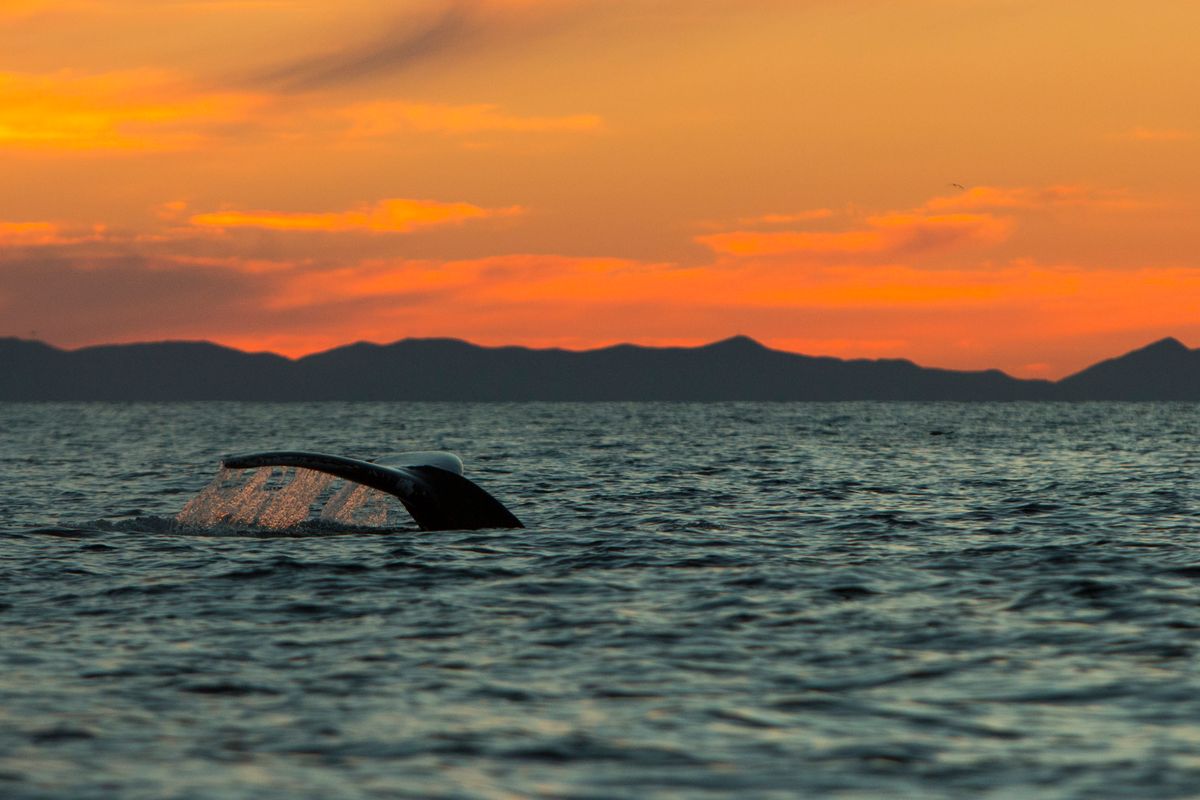 Humpback Fluke