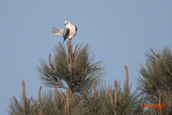 White-tailed kite in Costa Mesa White-tailed Kite