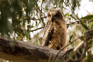 Great horned owl chick in Huntington Beach Great Horned Owl