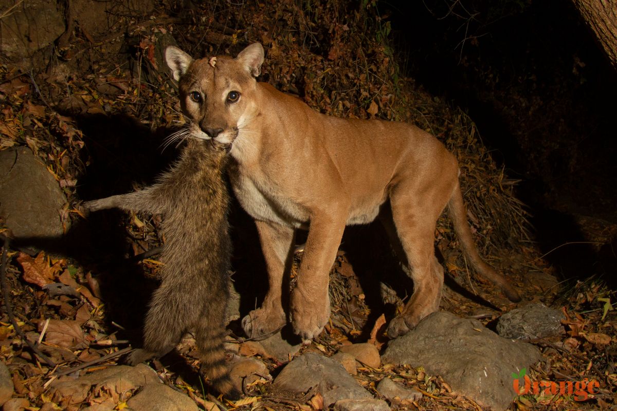 Mountain Lion