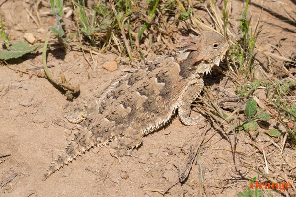 Coast Horned Lizard