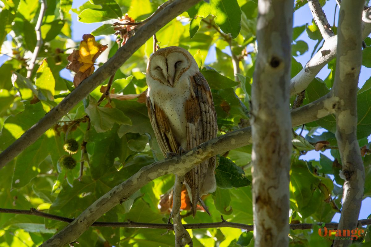 Home - ORANGE COUNTY BIRD OF PREY CENTER