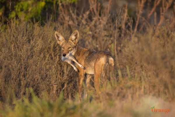 Coyote