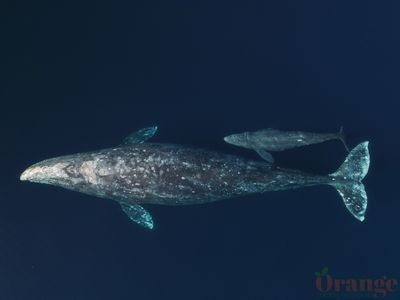 Gray Whale