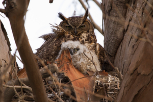 Great horned owl nest Great Horned Owl
