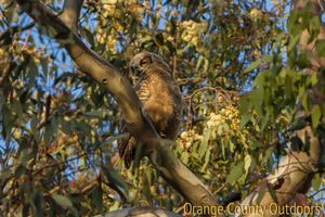 Great horned owl Great Horned Owl