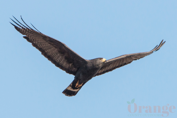Zone-tailed hawk in Rancho Santa Margarita, 2017 Zone-tailed hawk