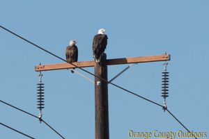 Bald eagles near Santa Ana River Lakes Bald Eagle