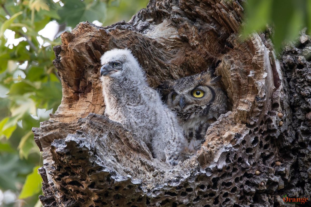 Great horned owl