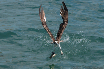 An osprey catches a spotted bass in Newport Beach Harbor Osprey