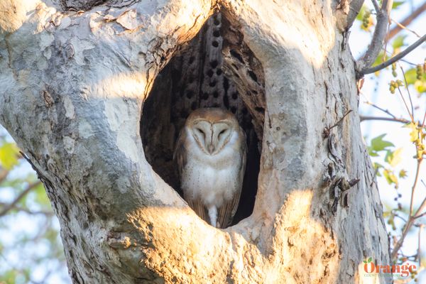 Barn Owl