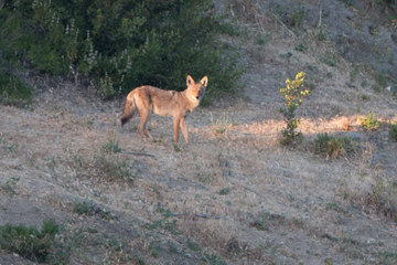 Coyote Coyote