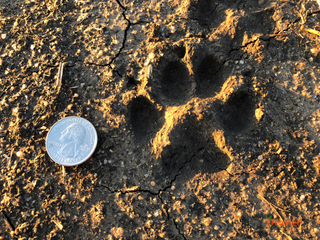Coyote print (Notice the nail indentations as well as the single upper lobe) Coyote