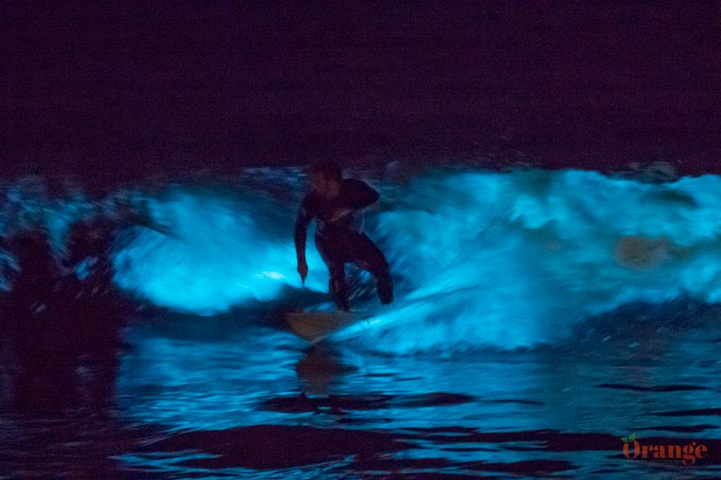 Dana Point Bioluminescence Safari