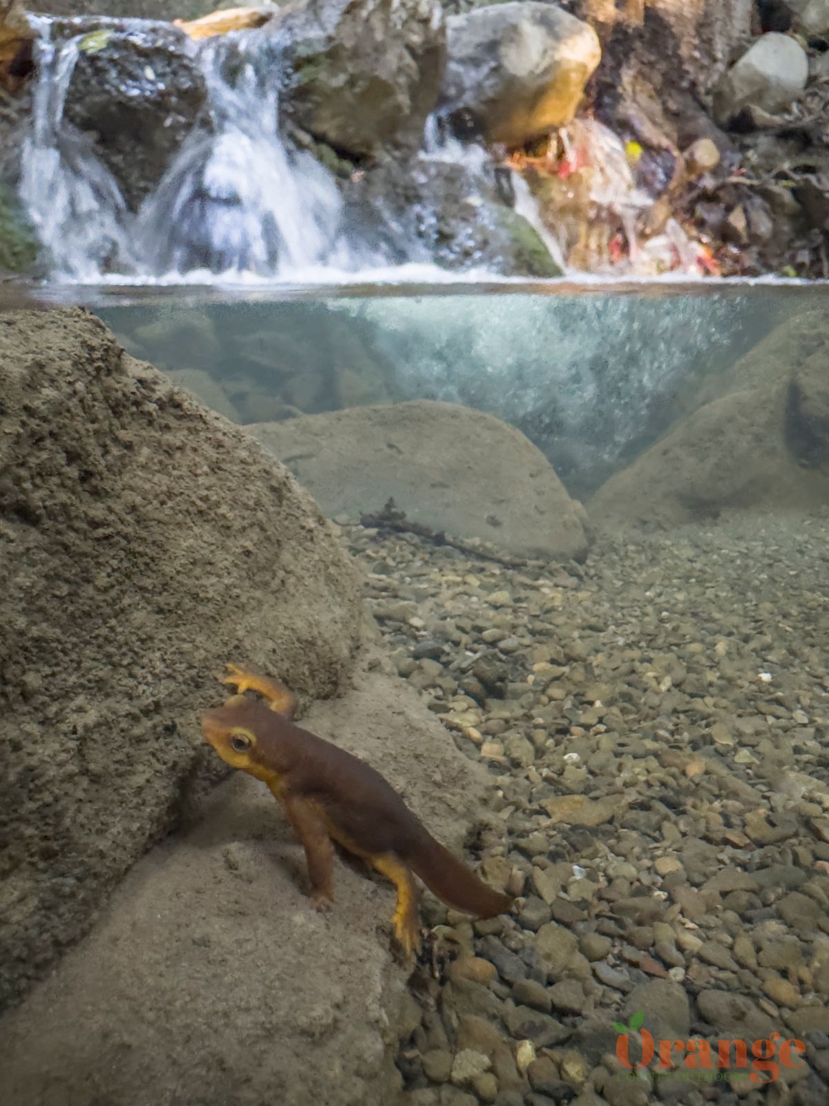 California Newt