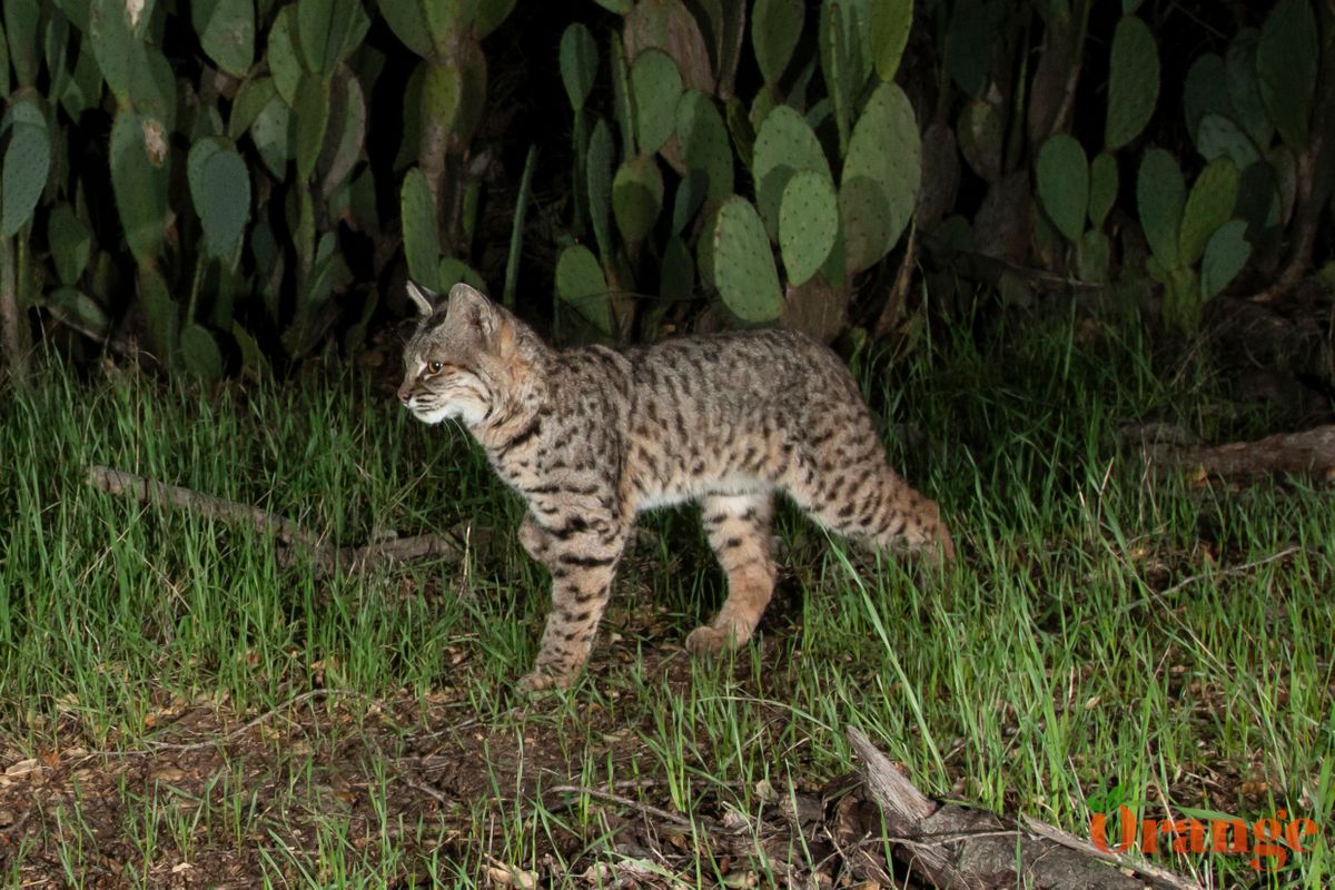 Bobcat