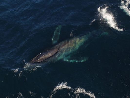 Scarlet entangled humpback whale