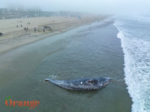 Gray whale