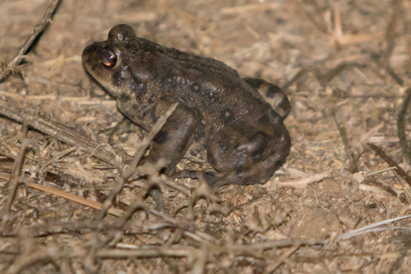 Western Toad in Orange County western Toad