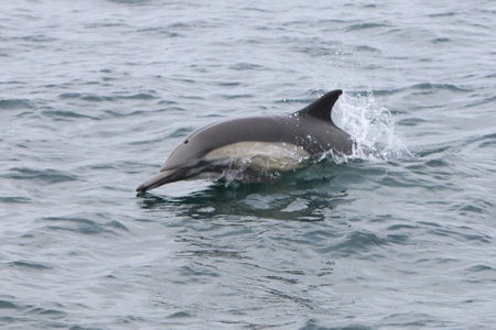 Common dolphin Common Dolphin