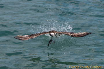 Osprey Osprey