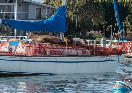 Sea Lion Sea Lion