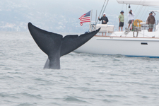 Blue Whale Blue Whale