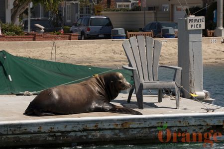 Sea Lion