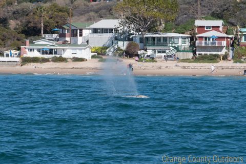 Gray whales at Crystal Cove
