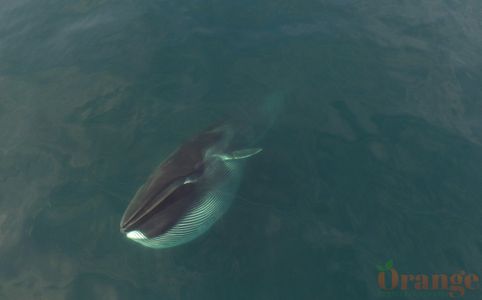 Fin Whale